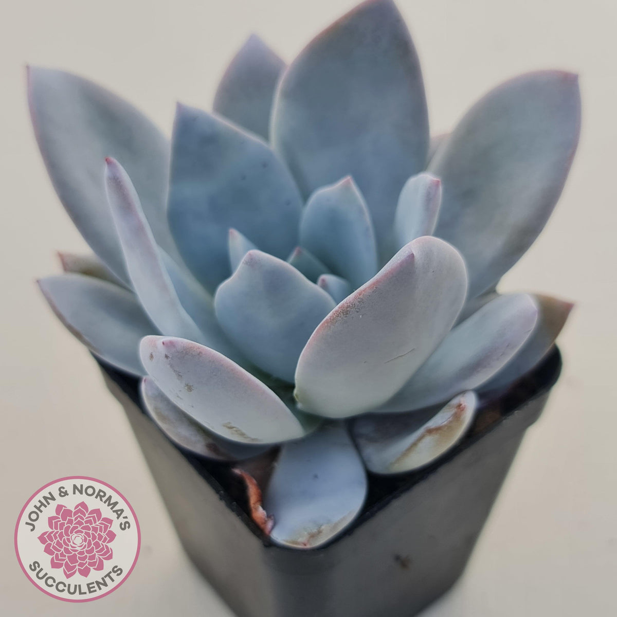 Echeveria White Lotus