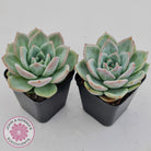 Echeveria 'White Night Champagne'