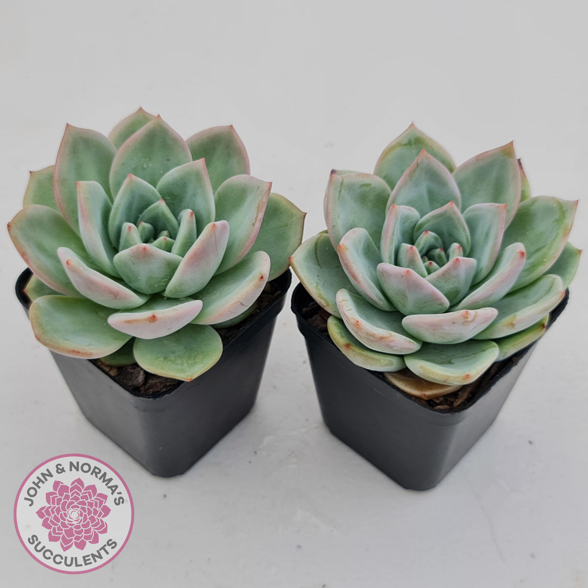 Echeveria 'White Night Champagne'