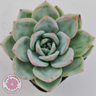 Echeveria 'White Night Champagne'