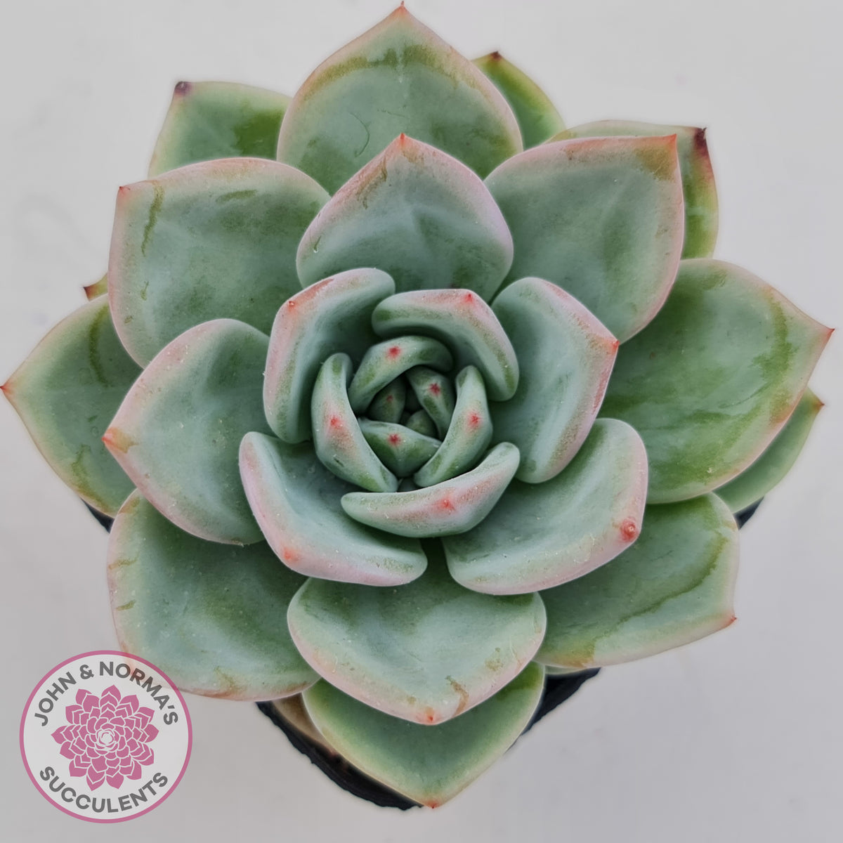 Echeveria 'White Night Champagne'