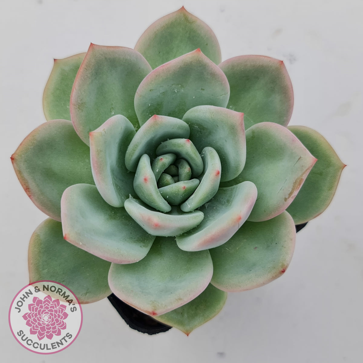 Echeveria 'White Night Champagne'