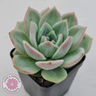 Echeveria 'White Night Champagne'