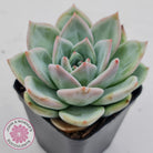 Echeveria 'White Night Champagne'