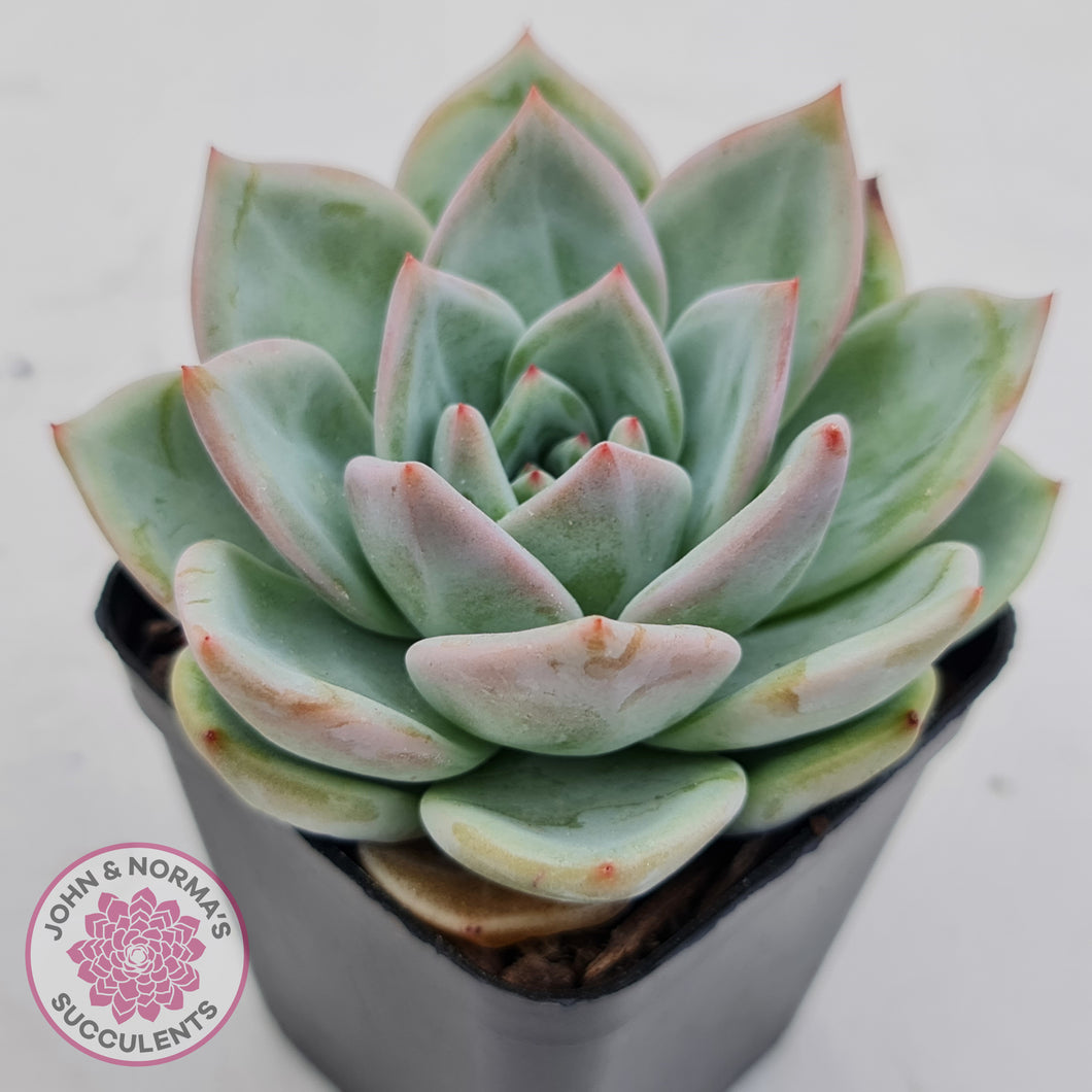 Echeveria 'White Night Champagne'