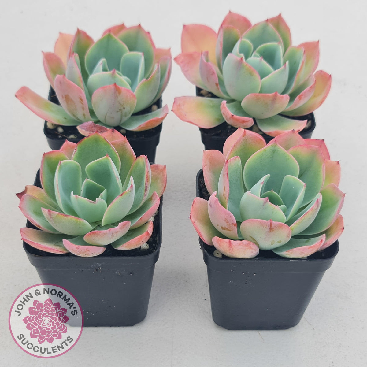 Echeveria 'White Rose'