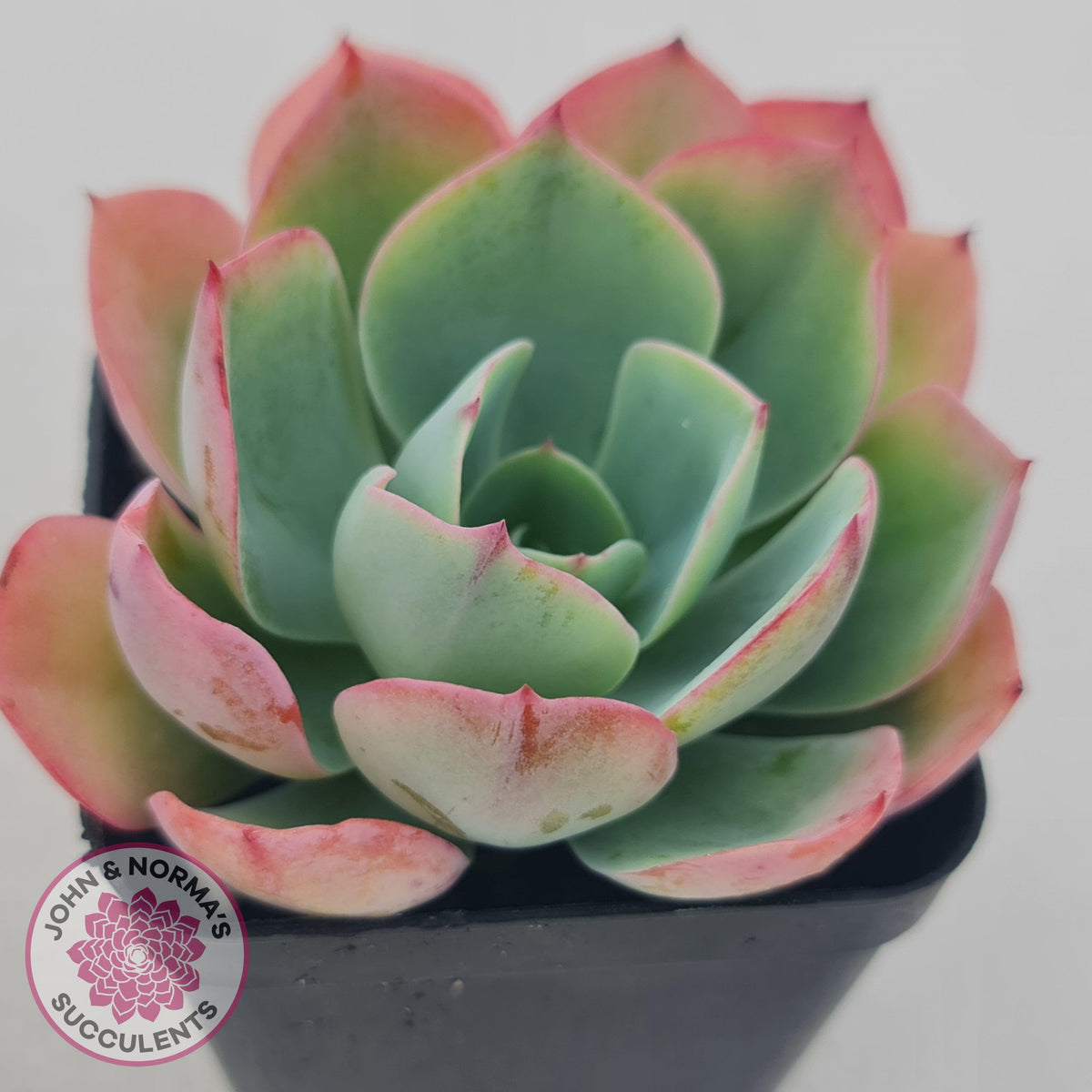 Echeveria 'White Rose'