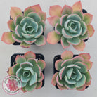 Echeveria 'White Rose'