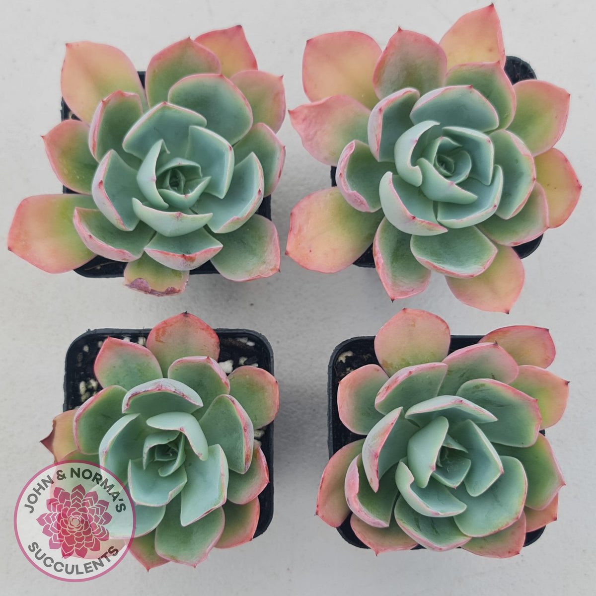 Echeveria 'White Rose'