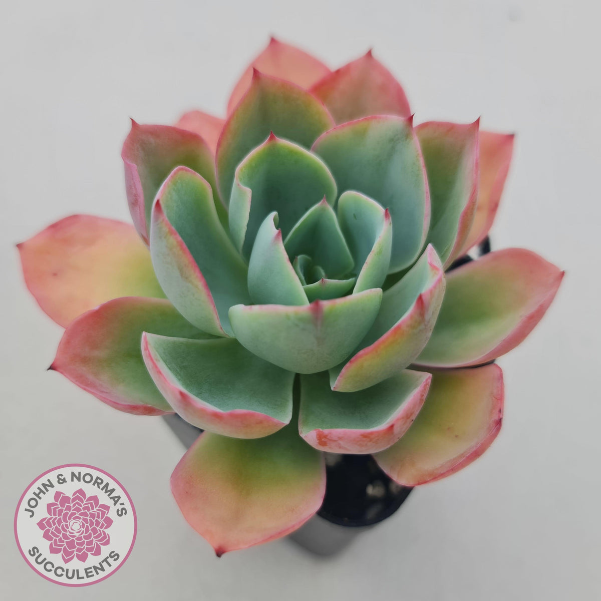 Echeveria 'White Rose'