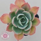 Echeveria 'White Rose'