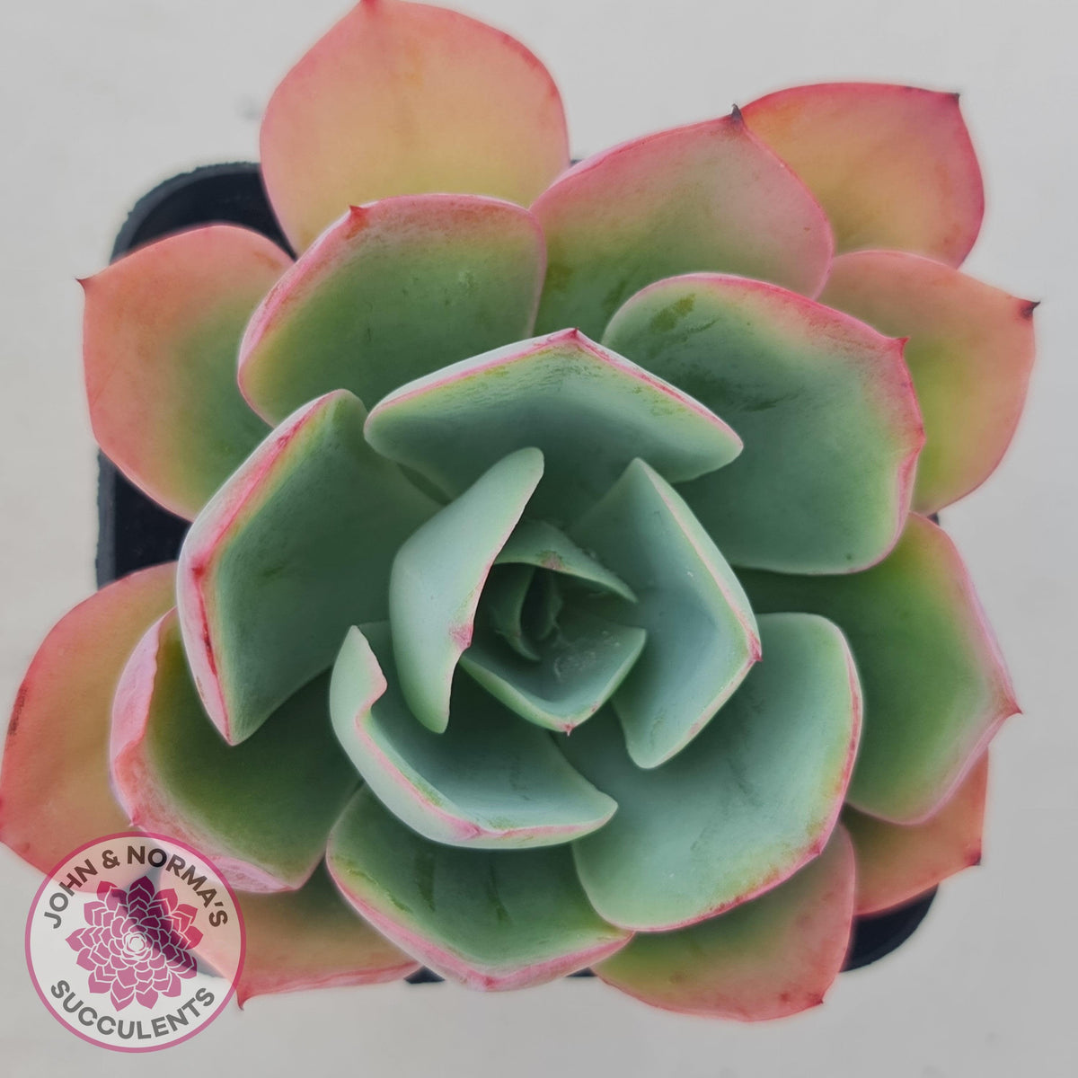 Echeveria 'White Rose'