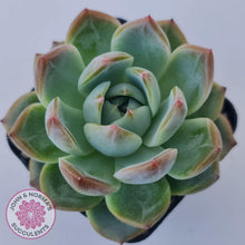 Load image into Gallery viewer, Echeveria Wisteria - John &amp; Norma&#39;s Succulents Australia
