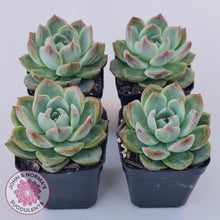 Load image into Gallery viewer, Echeveria Wisteria - John &amp; Norma&#39;s Succulents Australia
