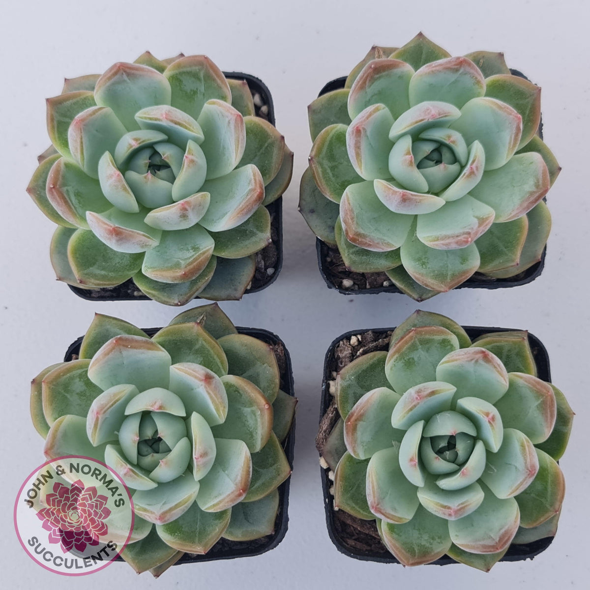 Echeveria Wisteria