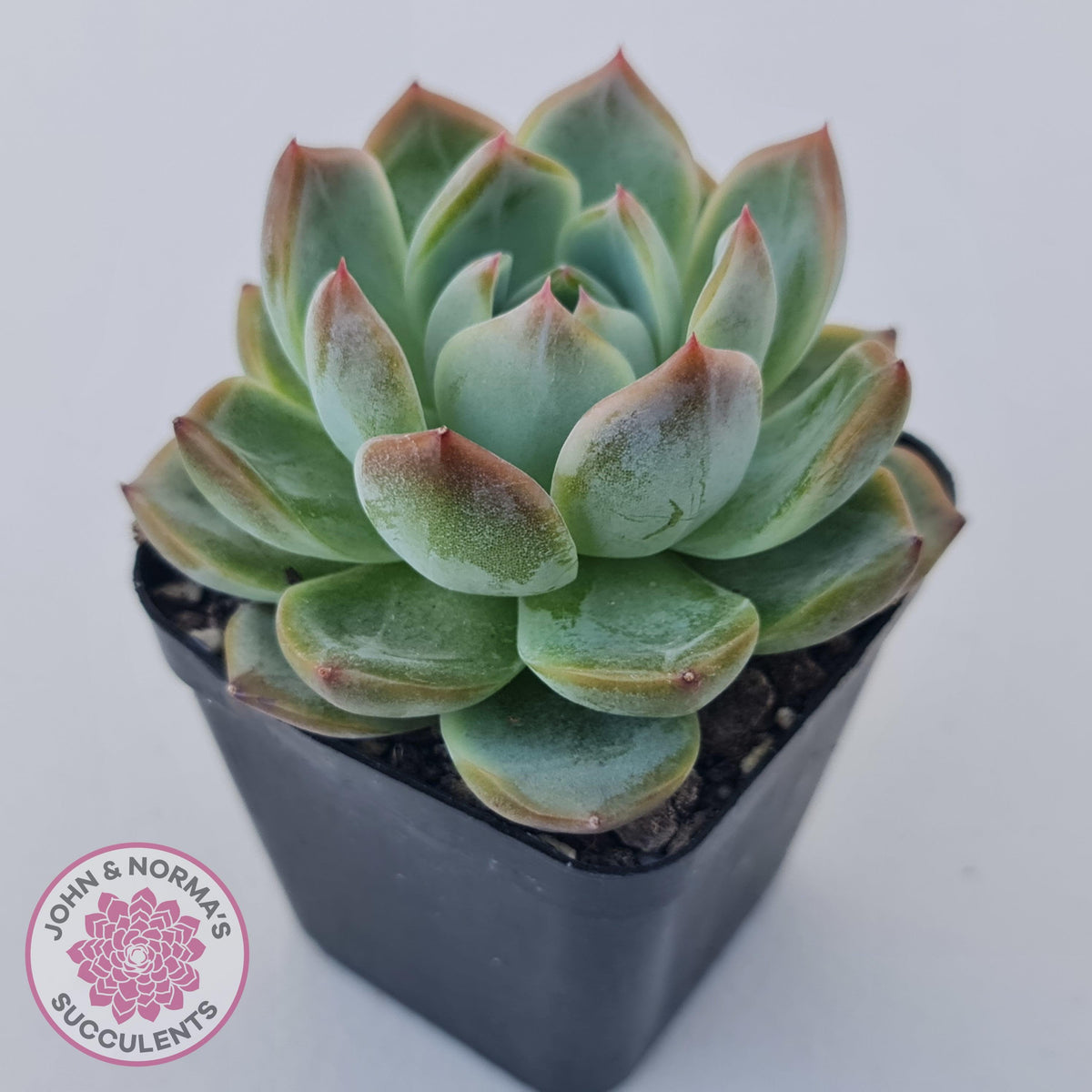 Echeveria Wisteria
