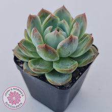 Load image into Gallery viewer, Echeveria Wisteria - John &amp; Norma&#39;s Succulents Australia
