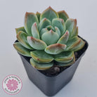Echeveria Wisteria