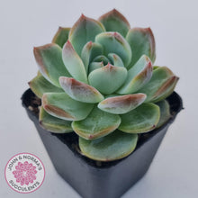 Load image into Gallery viewer, Echeveria Wisteria - John &amp; Norma&#39;s Succulents Australia
