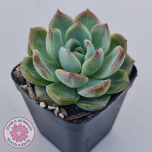 Load image into Gallery viewer, Echeveria Wisteria - John &amp; Norma&#39;s Succulents Australia
