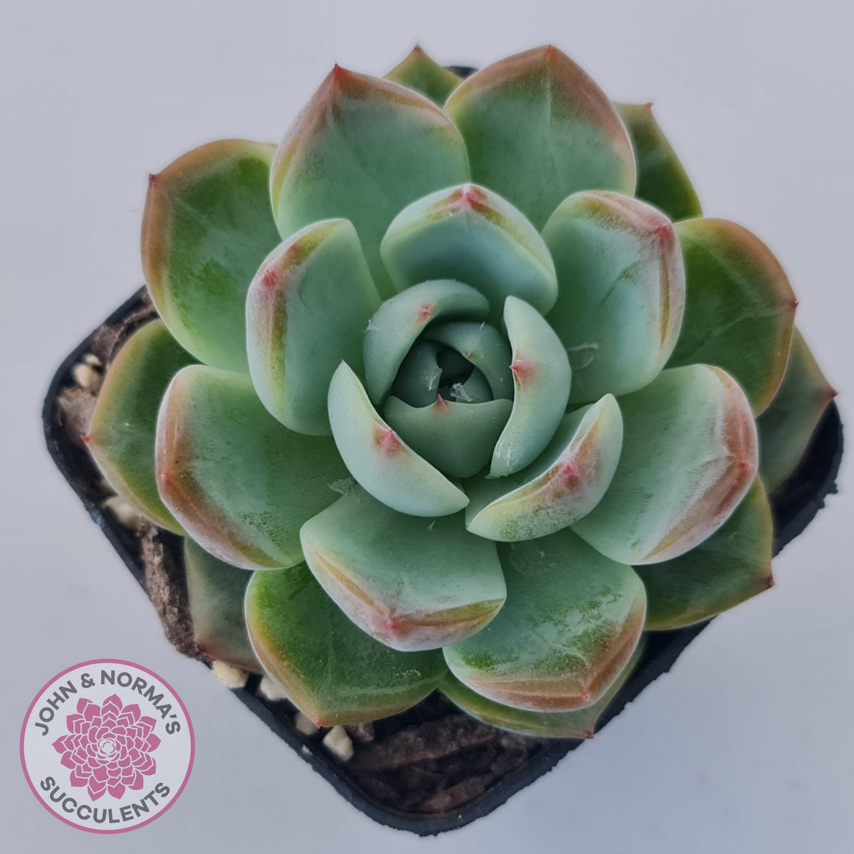Echeveria Wisteria