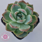 Echeveria Wisteria