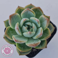 Load image into Gallery viewer, Echeveria Wisteria - John &amp; Norma&#39;s Succulents Australia
