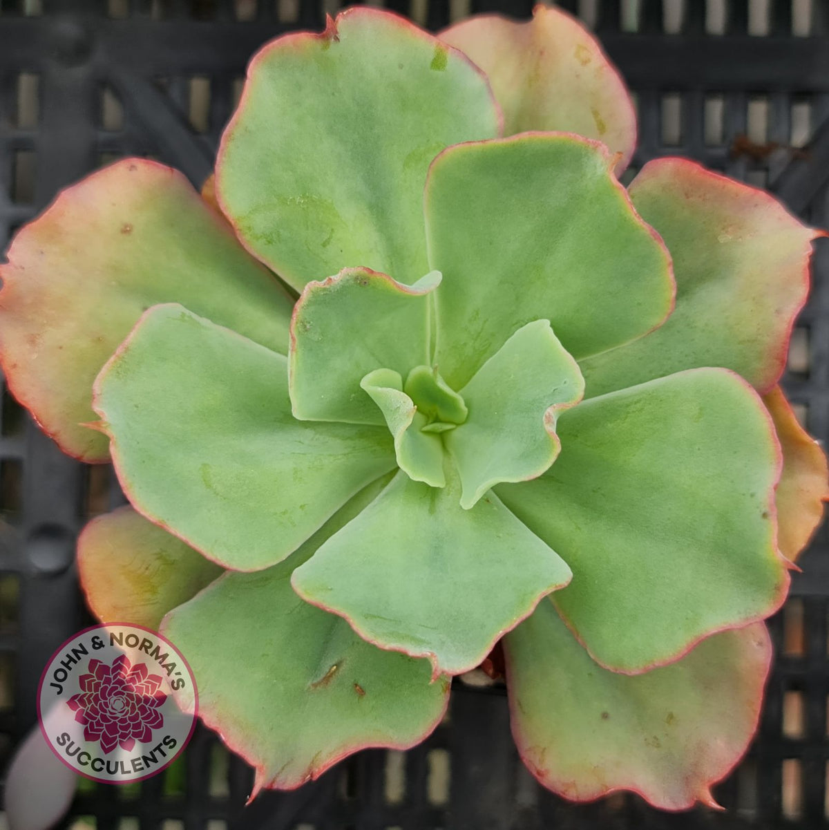 Echeveria Curly Locks
