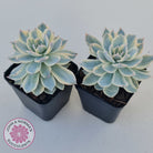 Echeveria desmetiana v subsessilis variegata