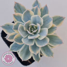 Echeveria desmetiana v subsessilis variegata