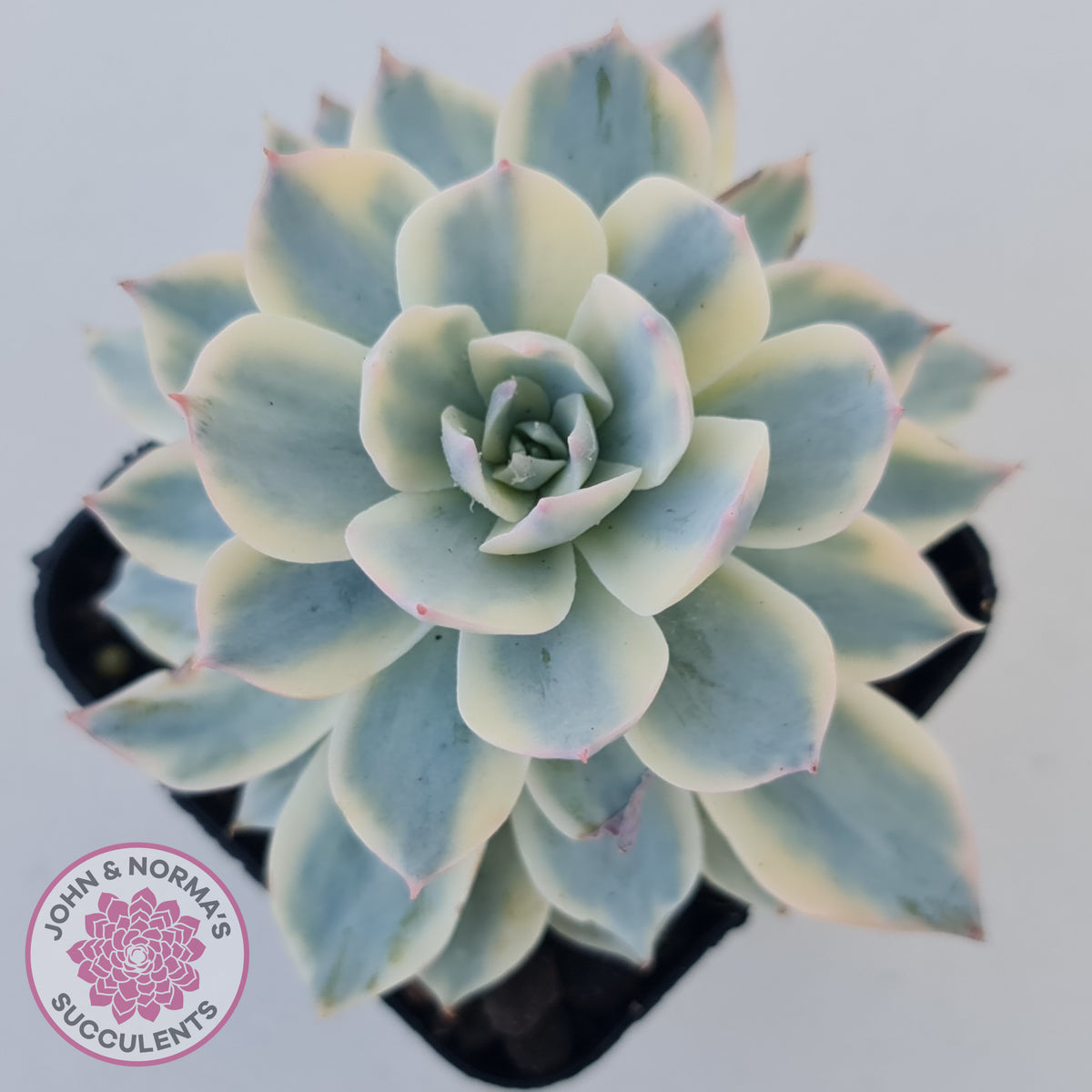 Echeveria desmetiana v subsessilis variegata