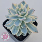 Echeveria desmetiana v subsessilis variegata