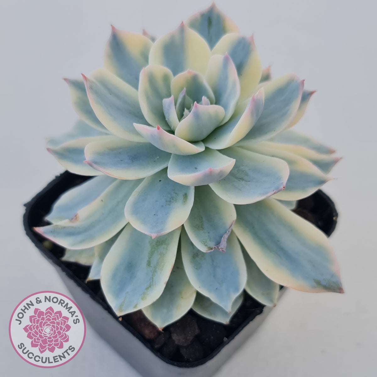 Echeveria desmetiana v subsessilis variegata