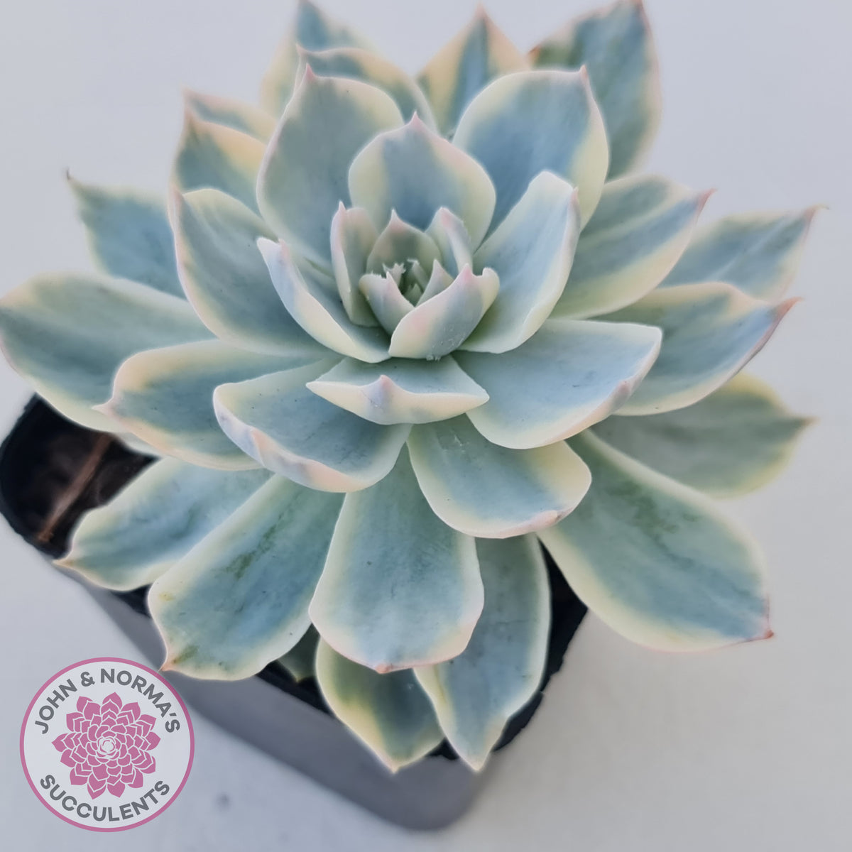 Echeveria desmetiana v subsessilis variegata