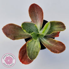 Load image into Gallery viewer, Echeveria fimbriata variegated
