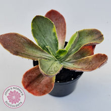 Load image into Gallery viewer, Echeveria fimbriata variegated
