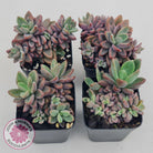 Echeveria manaudes