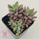 Echeveria manaudes