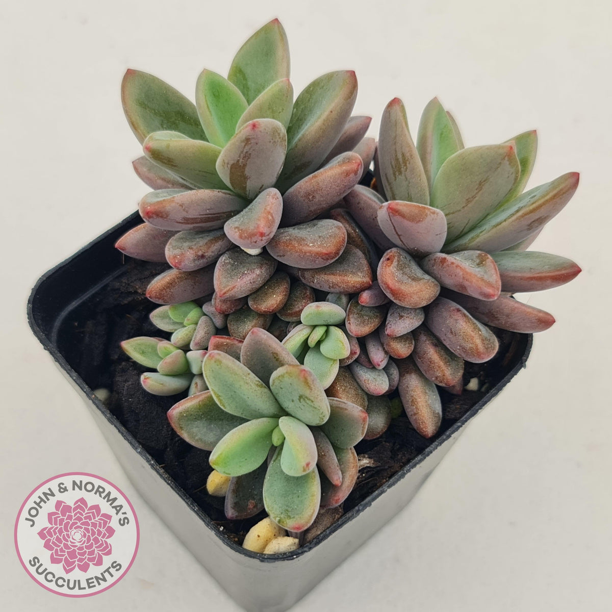 Echeveria manaudes