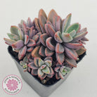 Echeveria manaudes