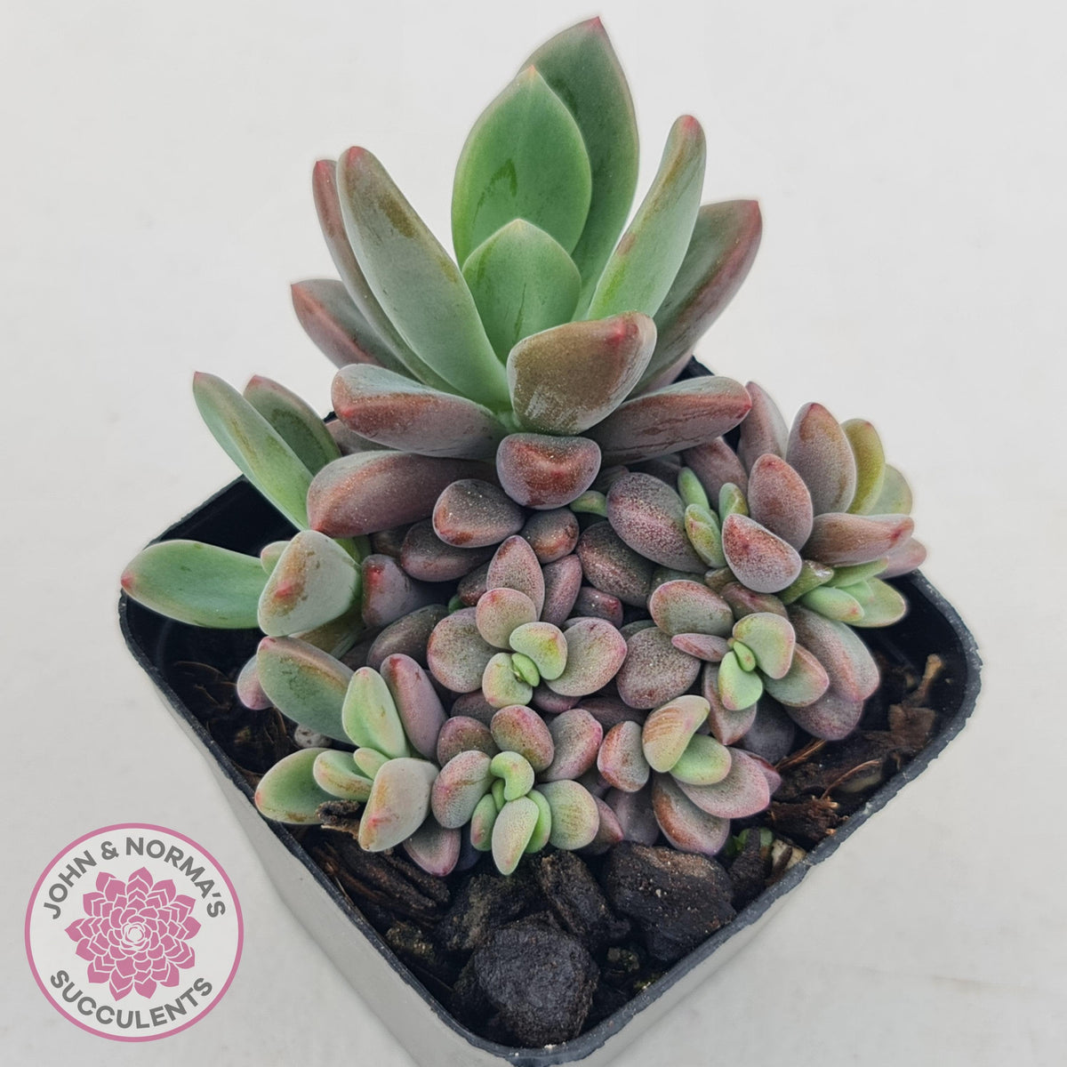 Echeveria manaudes