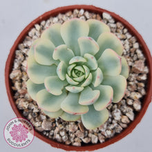 Load image into Gallery viewer, Echeveria minima variegated - John &amp; Norma&#39;s Succulents Australia
