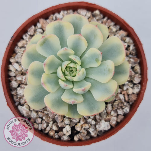 Echeveria minima variegated - John & Norma's Succulents Australia