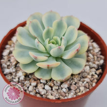 Load image into Gallery viewer, Echeveria minima variegated - John &amp; Norma&#39;s Succulents Australia
