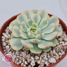 Load image into Gallery viewer, Echeveria minima variegated - John &amp; Norma&#39;s Succulents Australia
