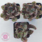 Echeveria nodulosa 'Painted Lady'