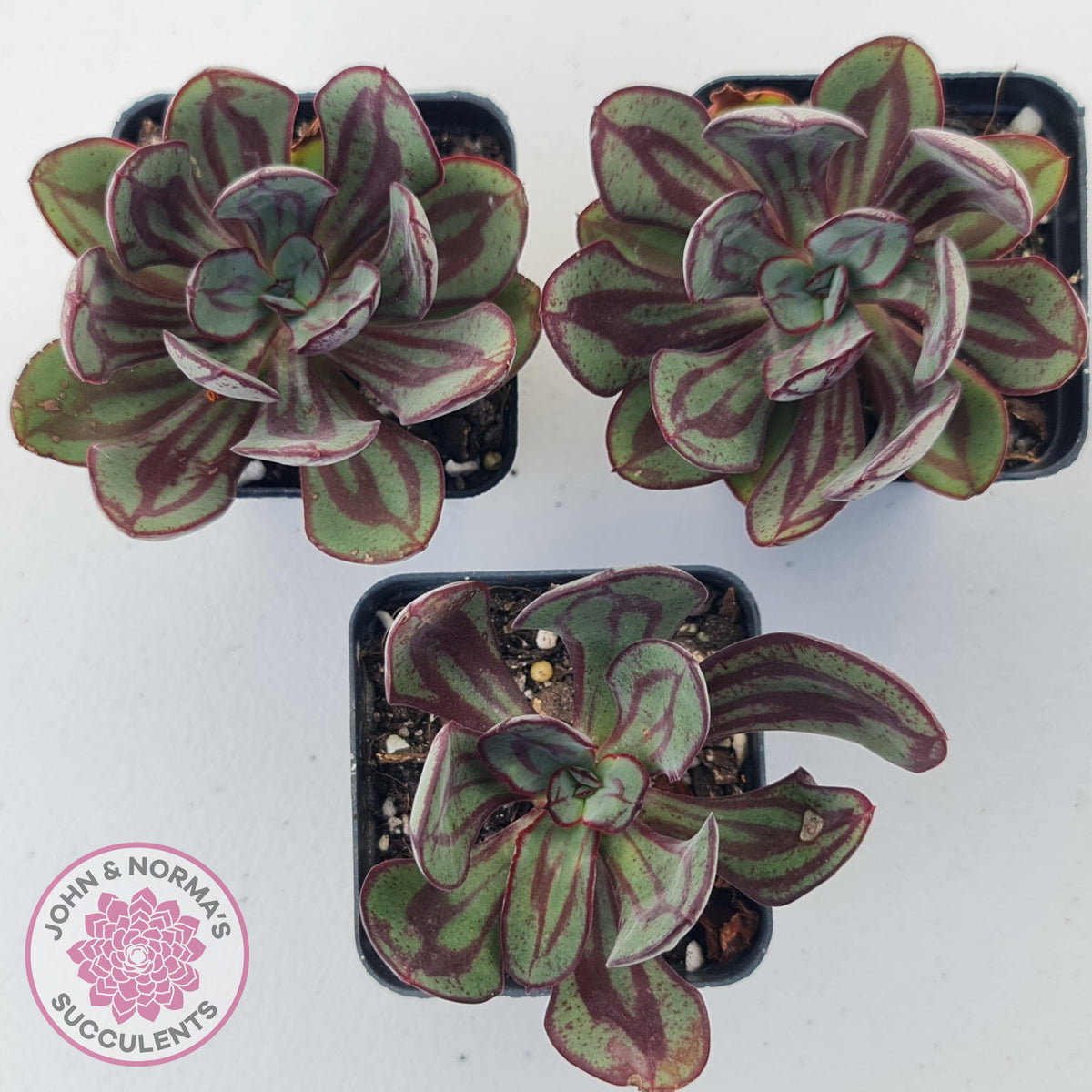 Echeveria nodulosa 'Painted Lady'