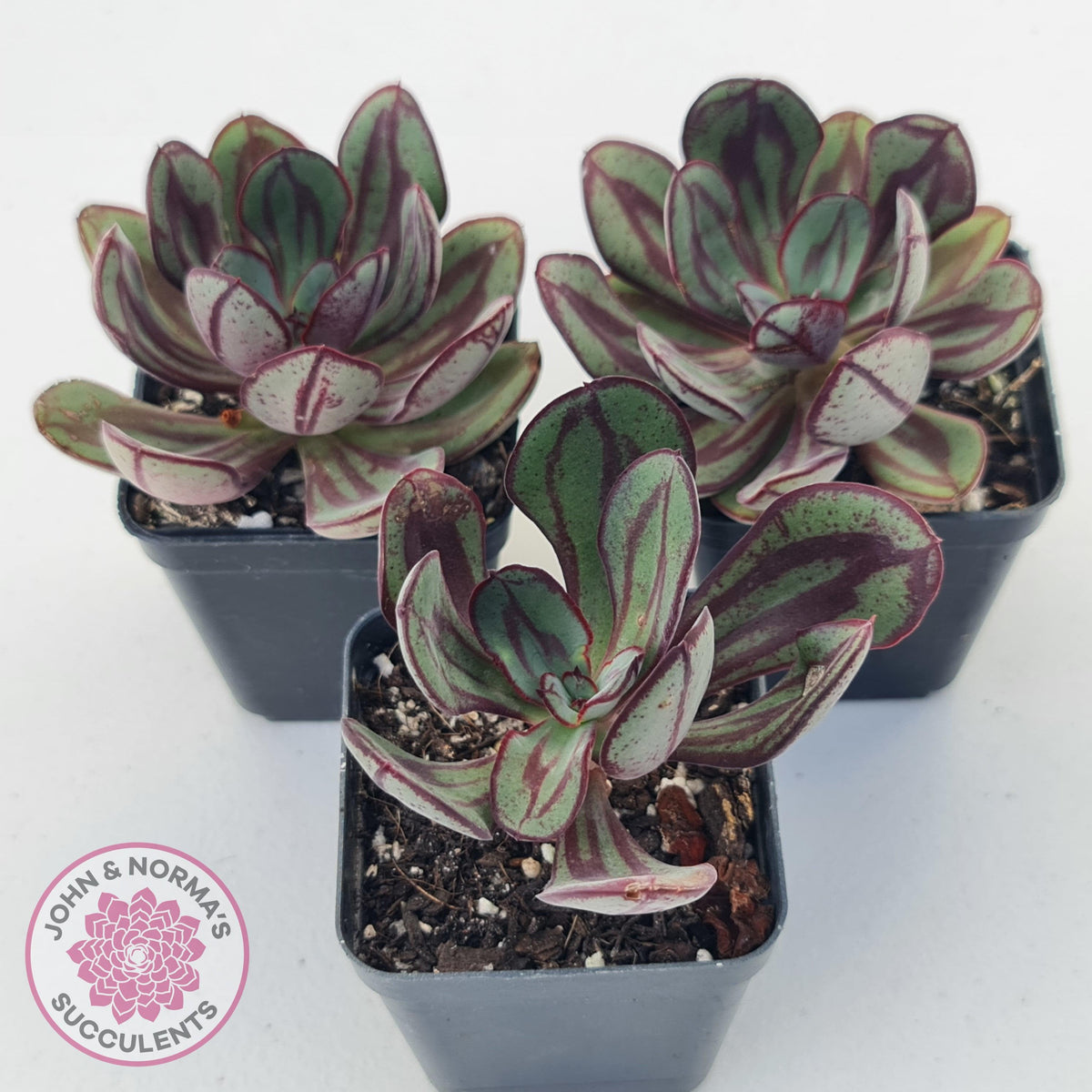 Echeveria nodulosa 'Painted Lady'