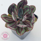 Echeveria nodulosa 'Painted Lady'