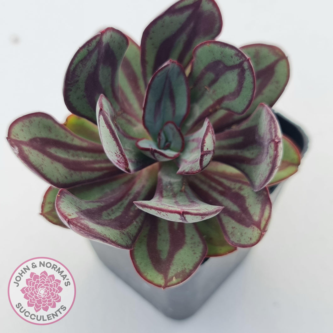 Echeveria nodulosa 'Painted Lady' - John & Norma's Succulents Australia